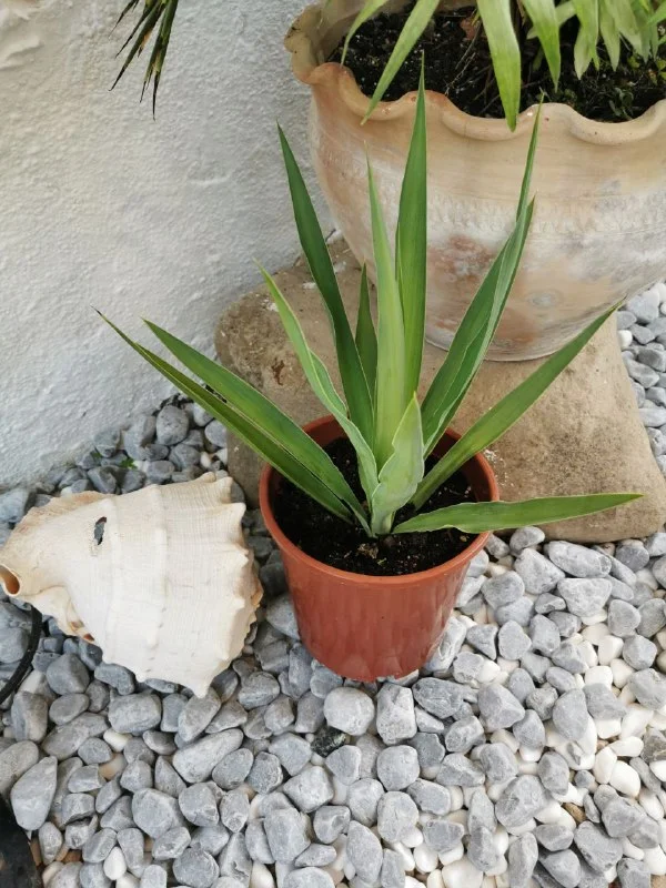 Юкка