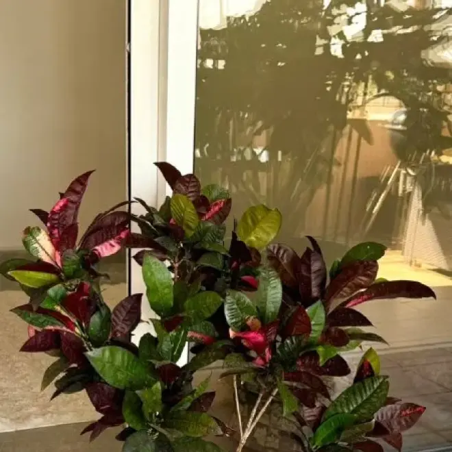 Кротон (Codiaeum variegatum)